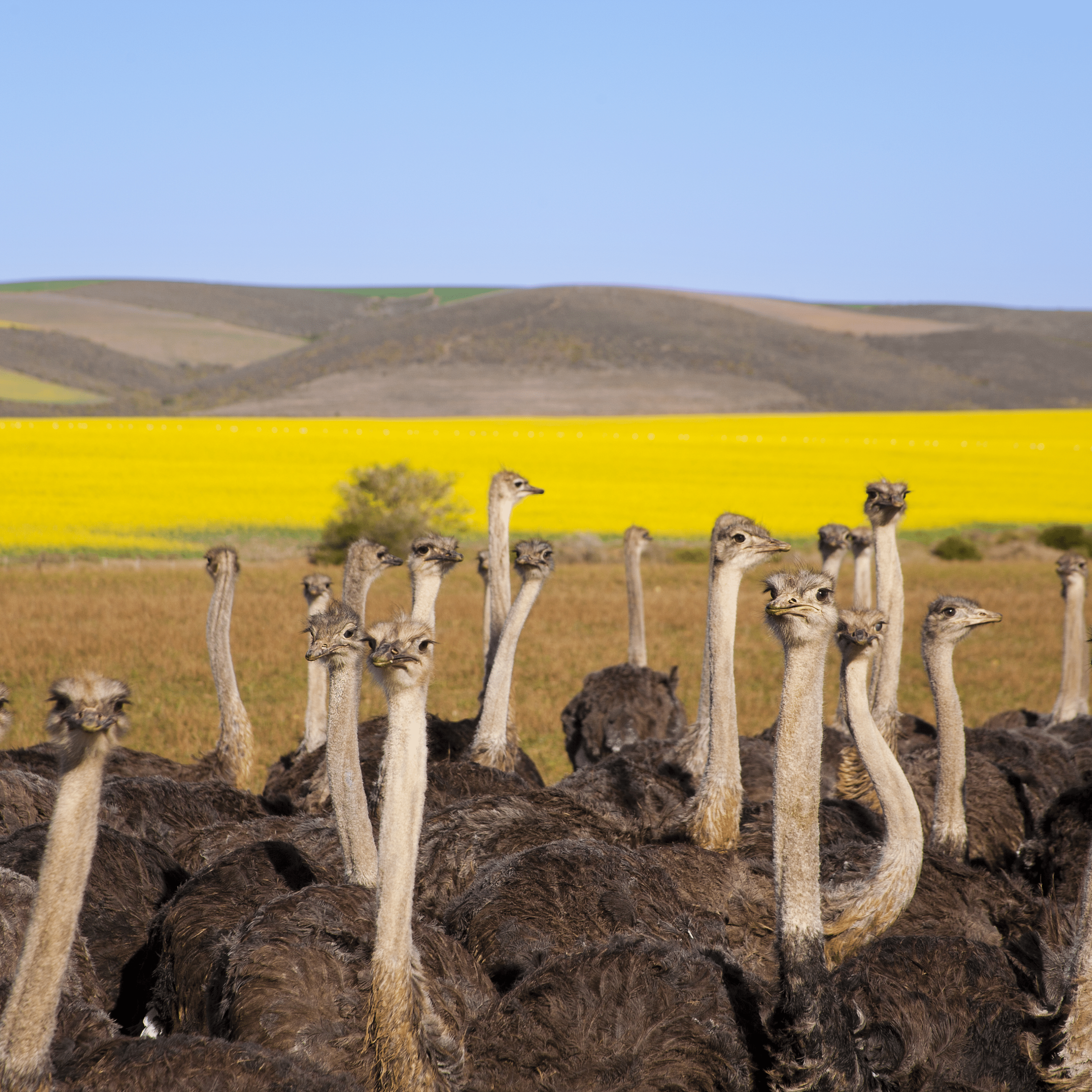 Oudtshoorn Tour